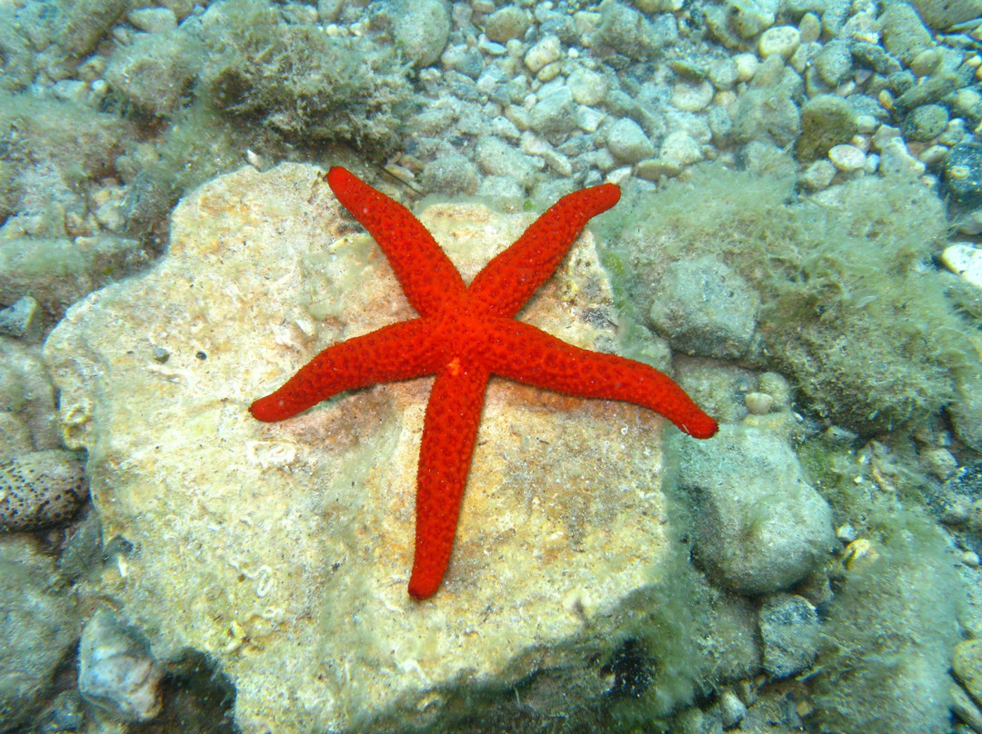 Waterhoppers Corfu-Ipsos必去景点