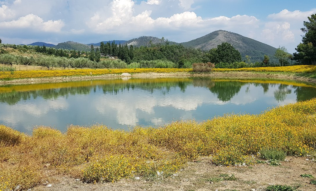 Frantoio Biologico La Rocca景点图片