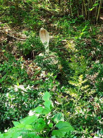 Bosco Delle Meraviglie景点图片