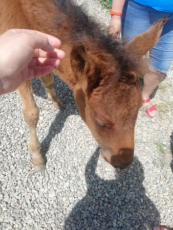 Horse Riding in Sukko Anapa-Sukko必去景点