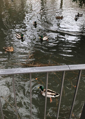 Animal enclosure at the Schwanenteich-米特韦达必去景点