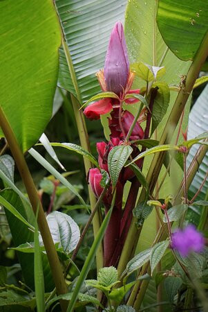 Mindo Reisen Im Nebelwald-明多必去景点