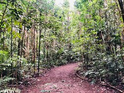 Cathedral Fig Tree-Yungaburra必去景点