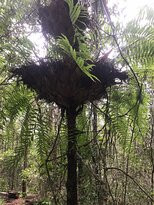Mount Baldy- 阿瑟顿必去景点