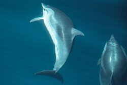 Sealife - Dolphin Watching-拉各斯必去景点