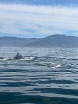 Vallarta Natours-瓦拉塔港必去景点