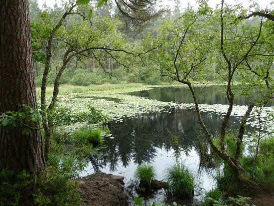 Dalbeattie Forest Town Wood景点图片