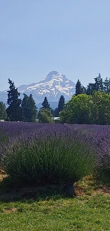 Lavender Valley-胡德里弗必去景点