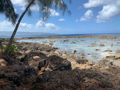 Shark's Cove-哈雷瓦必去景点