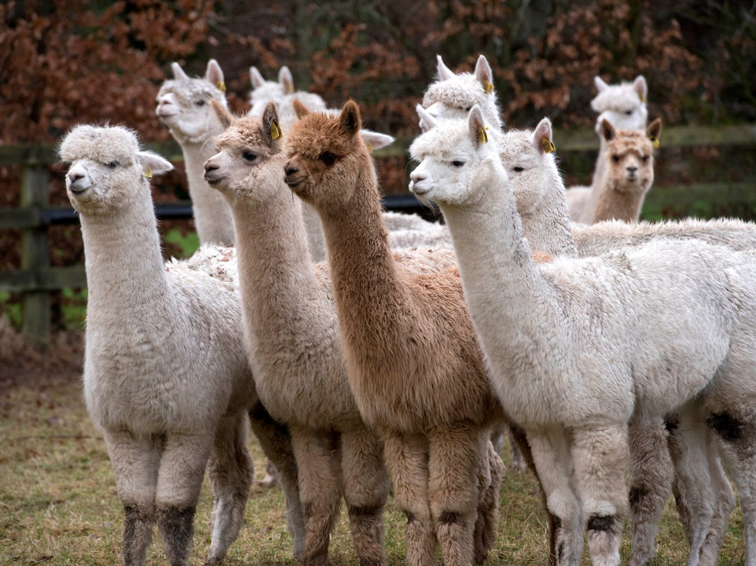 K2Alpacas-Wicklow必去景点