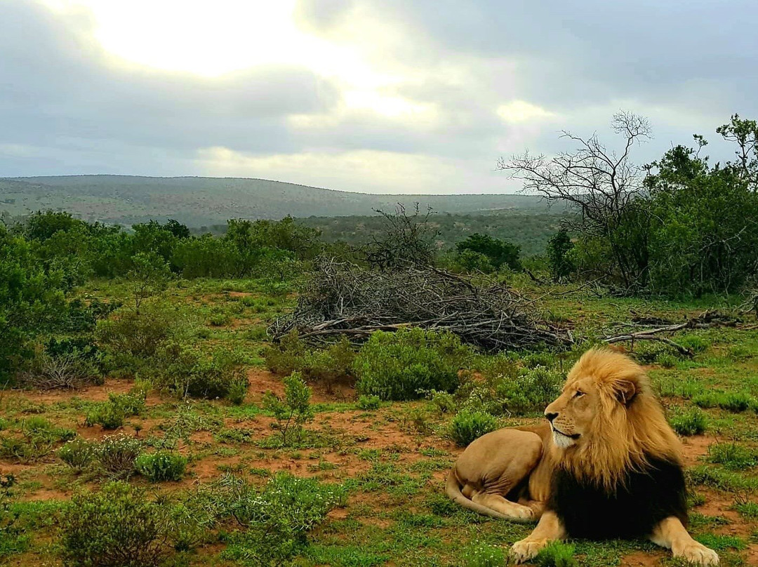 Just Safaris景点图片