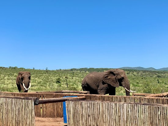 Bayete Zulu Lodges-Mkuze Game Reserve必去景点