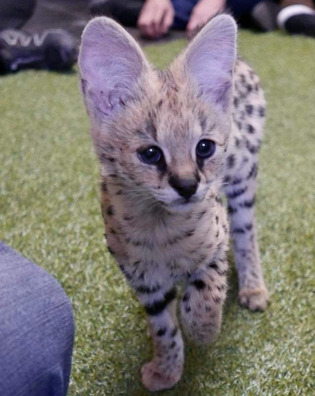 Walking With Lions-比勒陀利亚必去景点