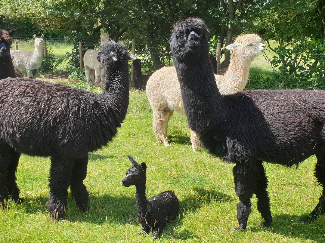 Butlers Farm Alpacas景点图片