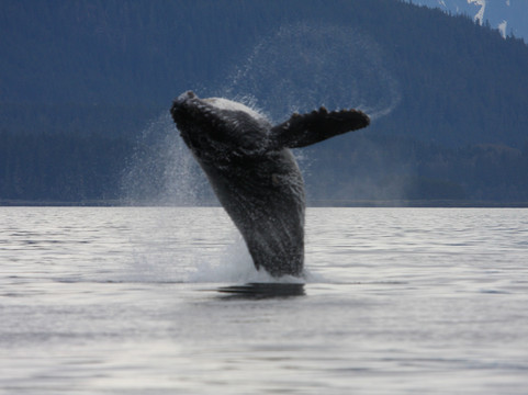 Harv and Marv's Outback Alaska
