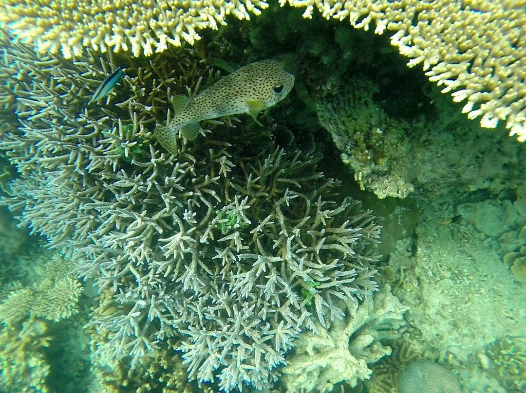 芝勒贡旅游景点-Tunda Island