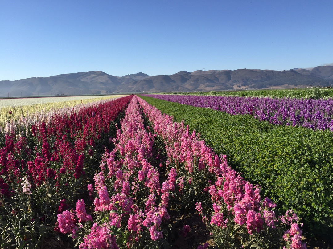 Lompoc Valley Historical Society景点图片