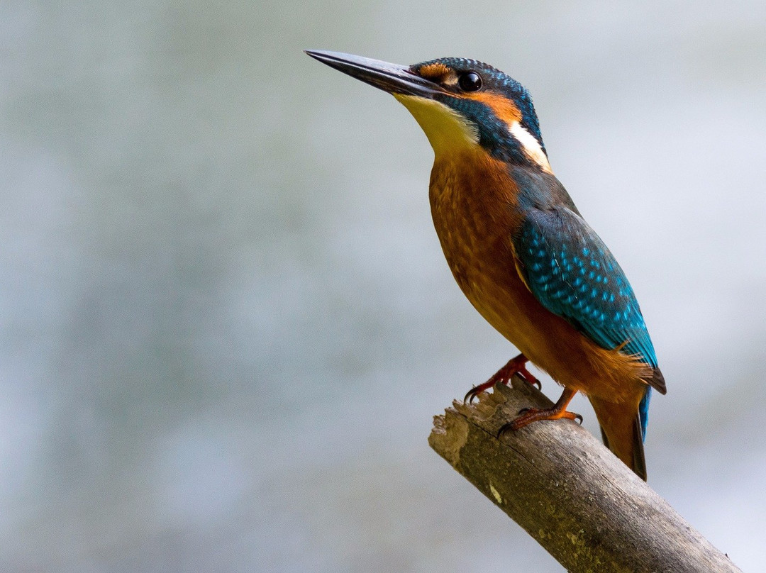Kingfisher Caravan Park Gosport