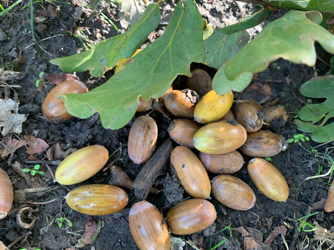 Das Schloss Stadthagen