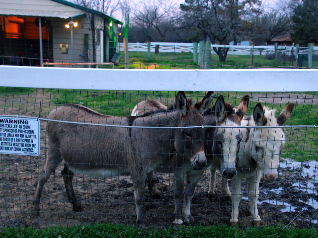 Old Irish Inn / Alpaca Inn主图