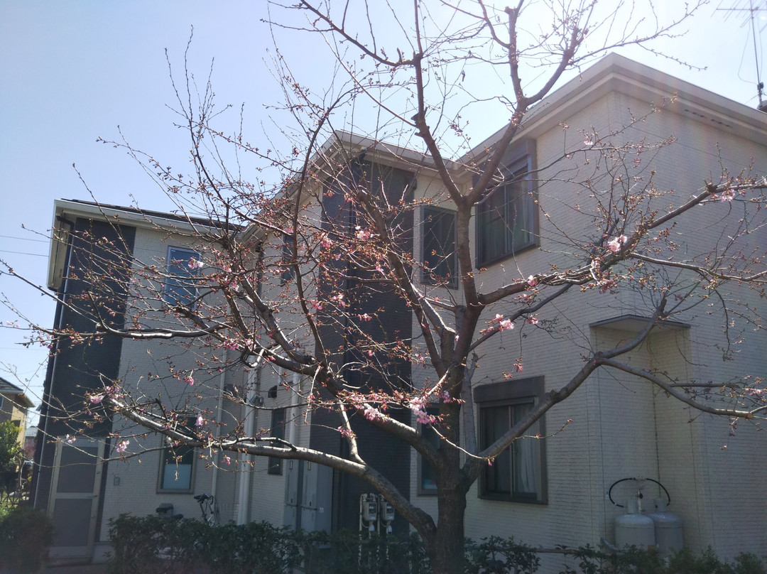 Sagamigaoka Nakayoshi Komichi Sakura Hyakka no Michi-座间市必去景点