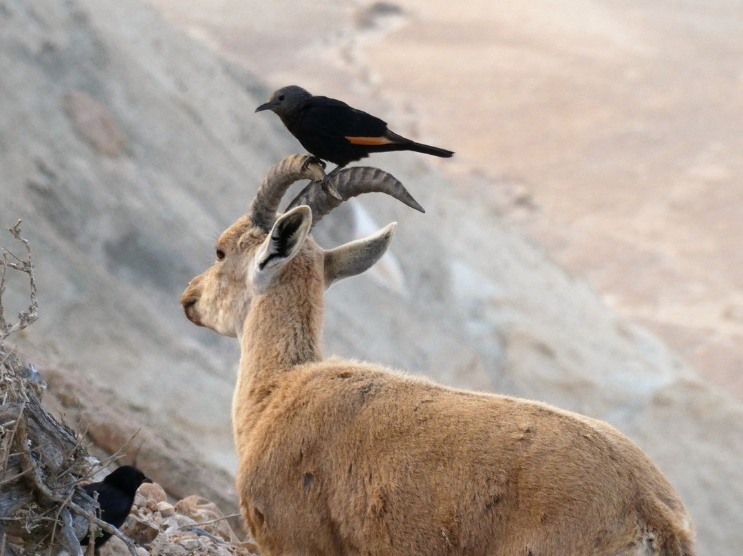 Krivine's Guest House主图