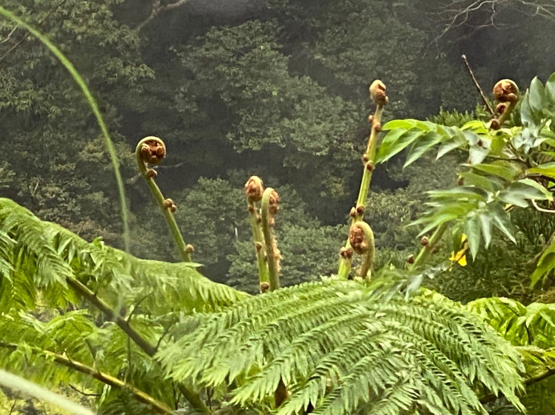 Kinsakubaru Forest-奄美市必去景点