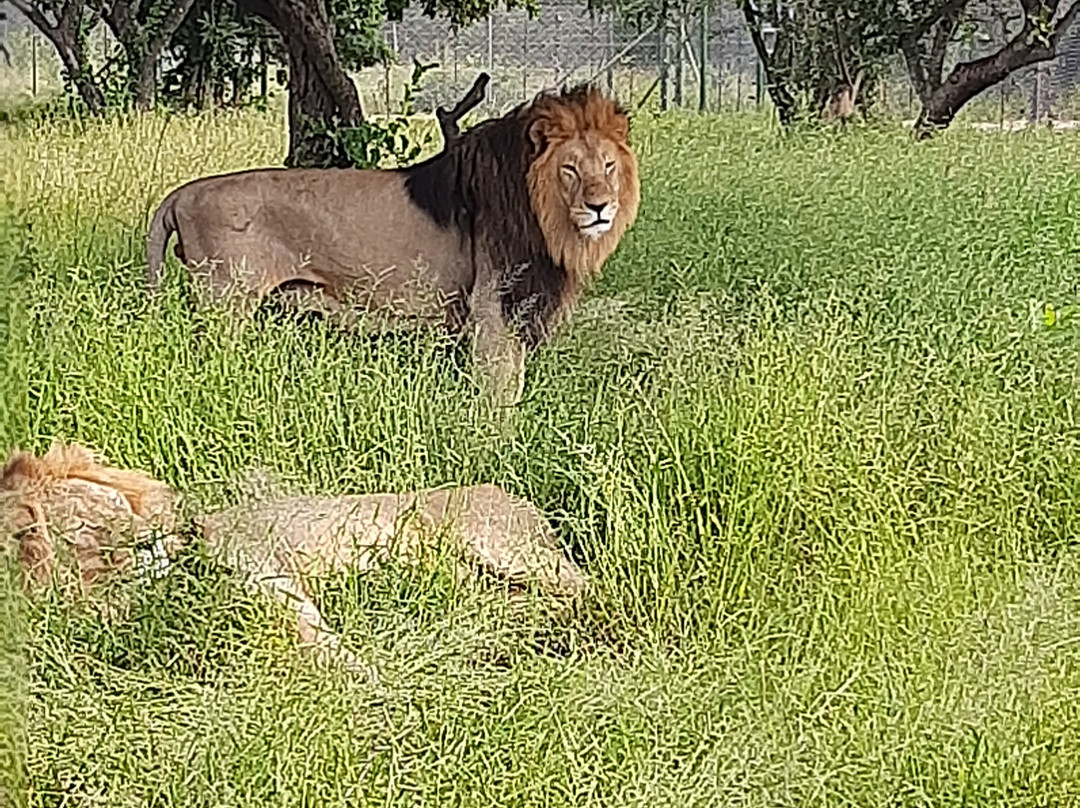 Hoedspruit Endangered Species Centre景点图片