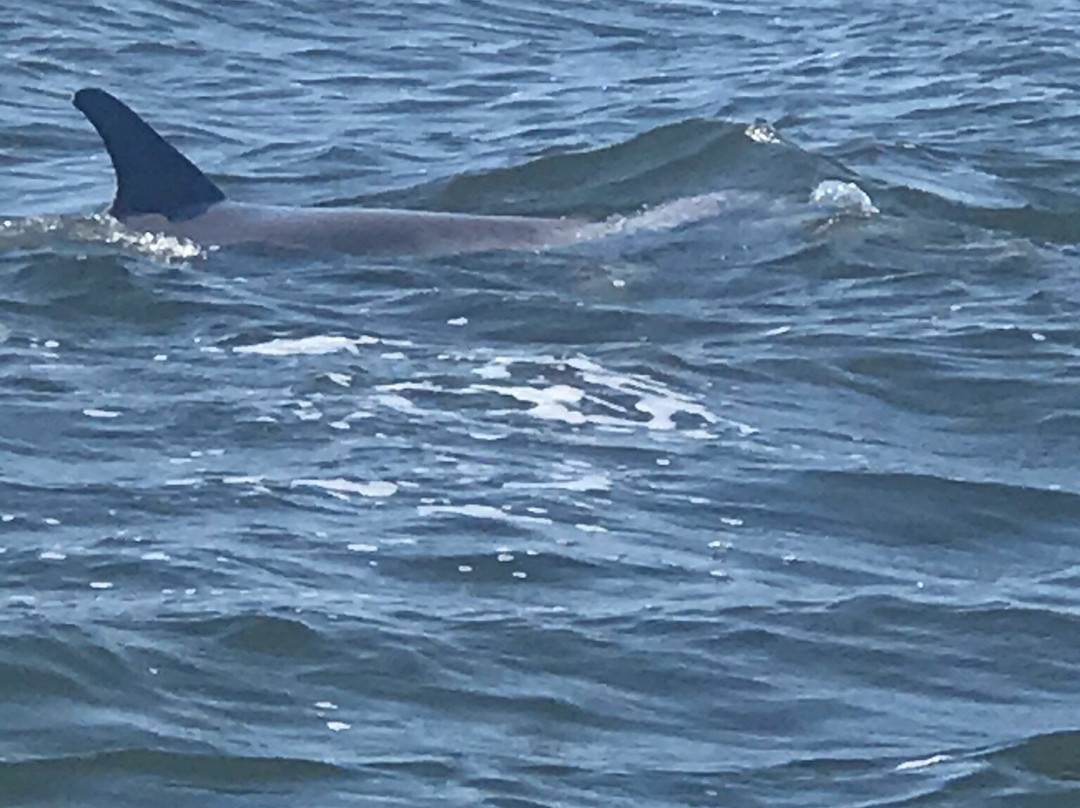 PT Airboat Adventures-Homosassa必去景点