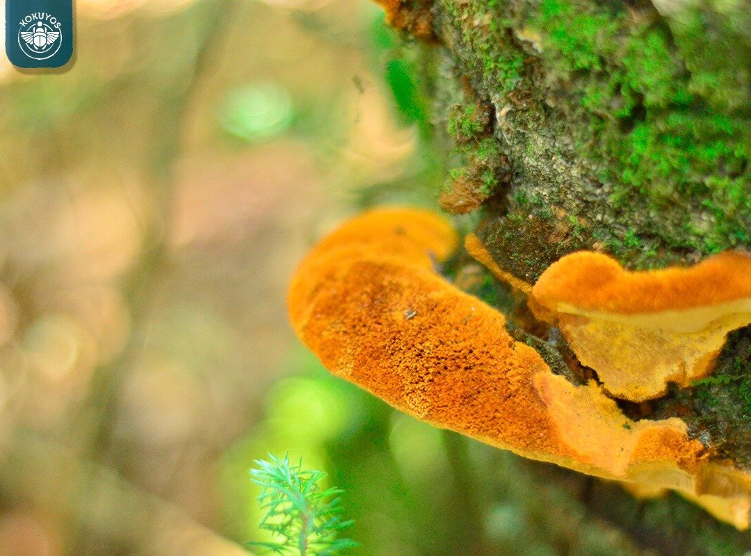 Kokuyos - Estado de México / Senderismo / Recorridos en el bosque / Campamentos-Naucalpan必去景点