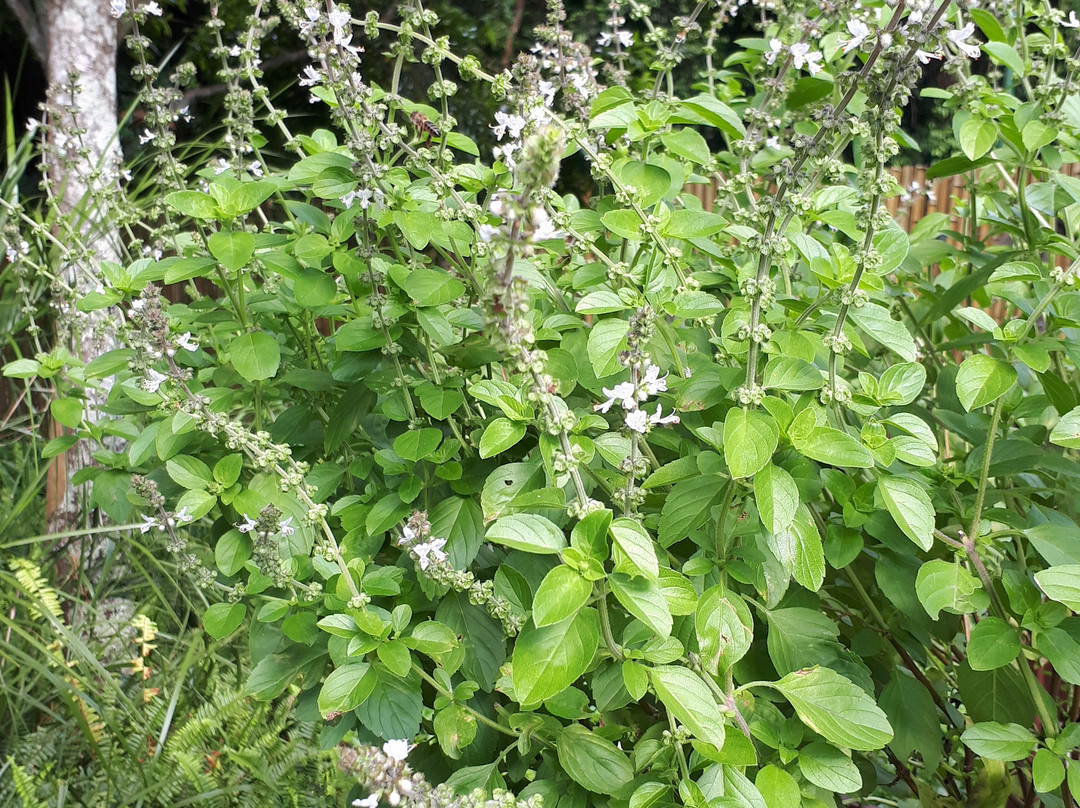 Jardim das Sensações-库里提巴必去景点