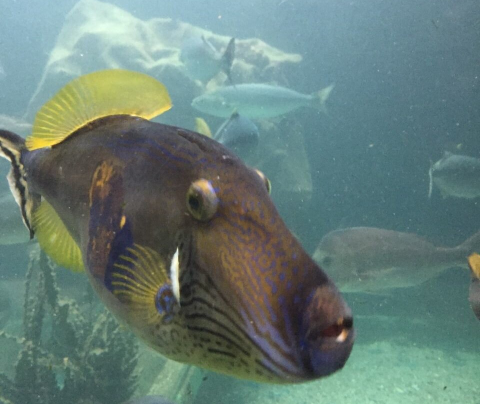 Merimbula Aquarium & Wharf景点图片