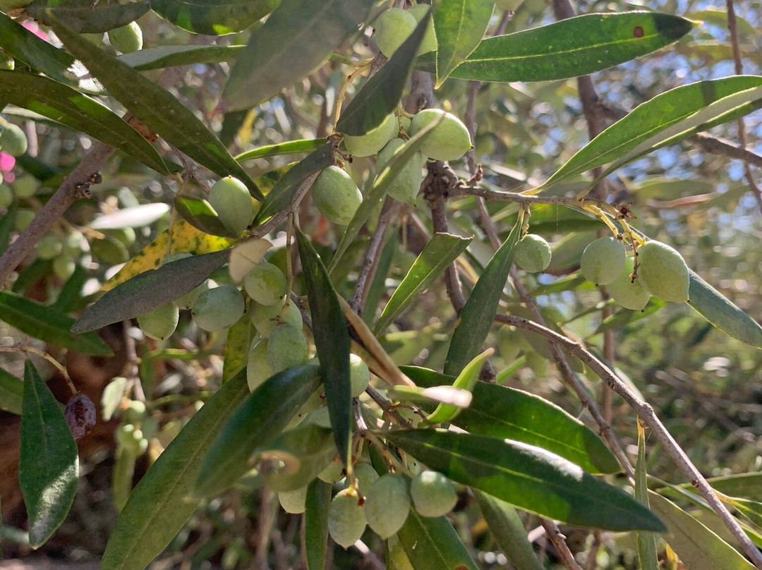 Cavo Grosso Bungalows主图