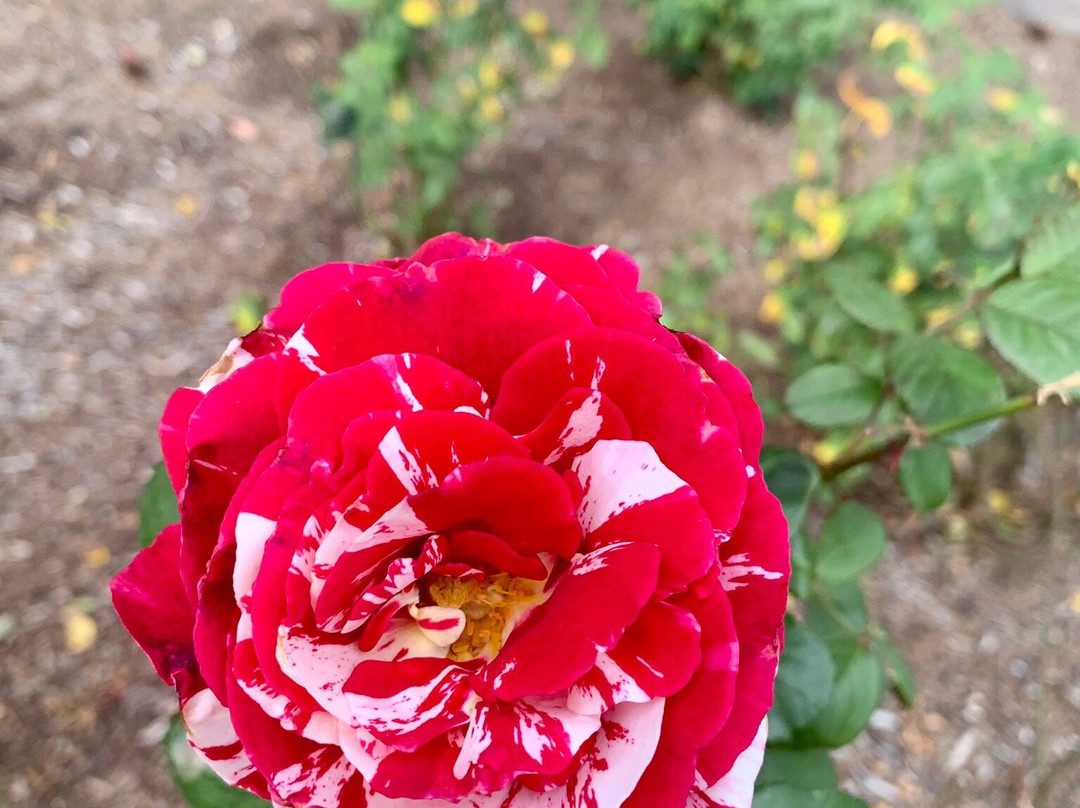 Rose Garden景点图片