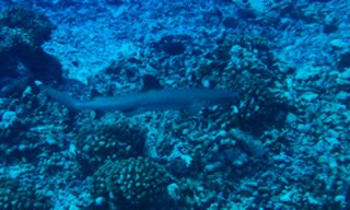 Y AKA Plongee Rangiroa-阿瓦托鲁必去景点