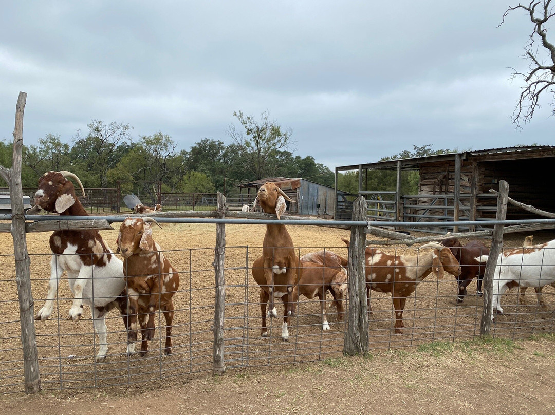Sweet Berry Farm-Marble Falls必去景点