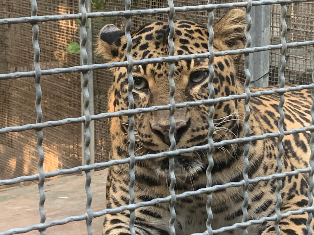 Tiger Experience-Campolongo Maggiore必去景点