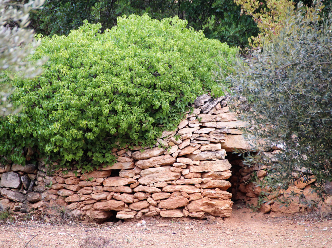 Museu Natural Oliveres Mil·lenàries de l’Arión-Ulldecona必去景点
