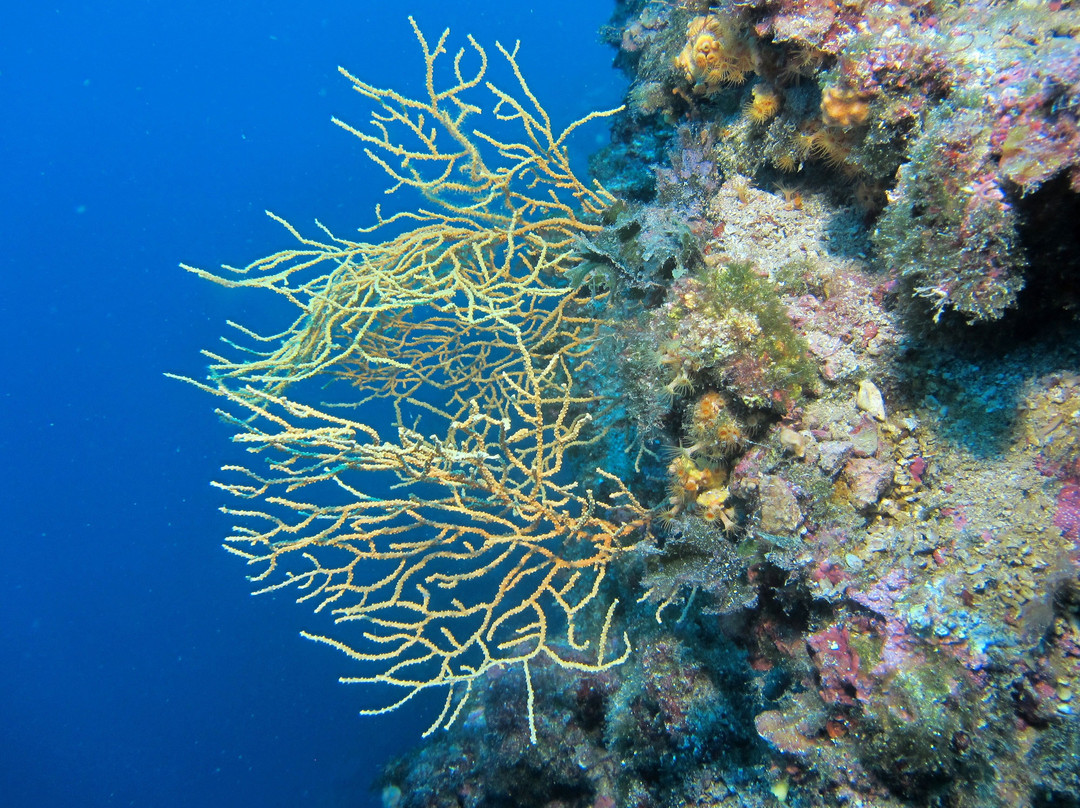 Squatina Diving-Baska必去景点