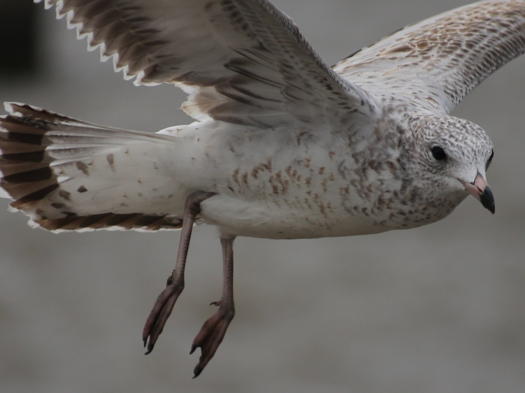 J.C. Saddington Park-米西索加必去景点