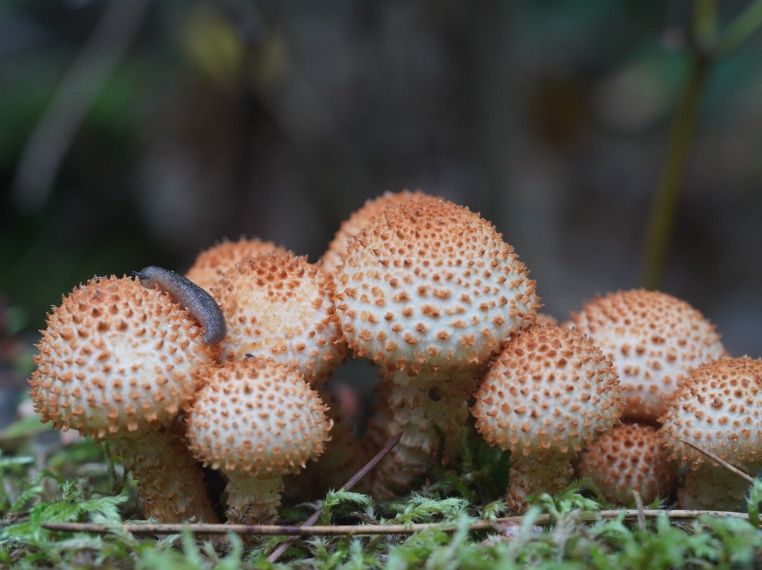 Samuel de Champlain Provincial Park-Mattawa必去景点