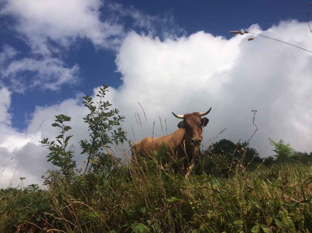 Hotel Rural Genestoso主图