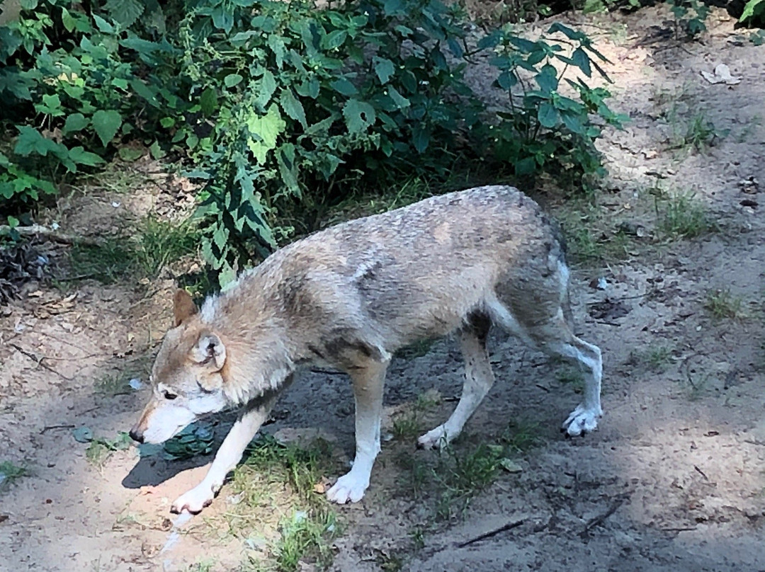 Tierpark Wolgast景点图片