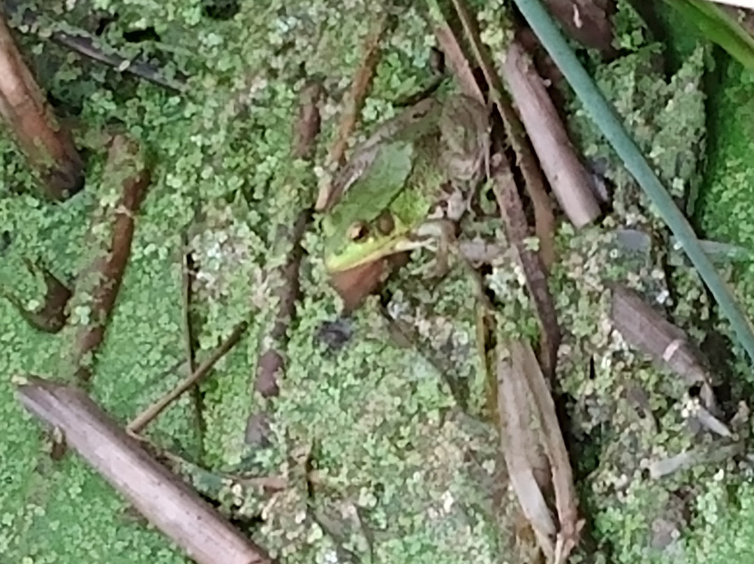 Parc de la Frayere-Boucherville必去景点