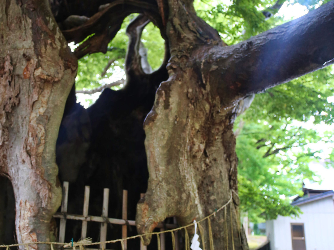 Japanese Zelkova of Zao景点图片