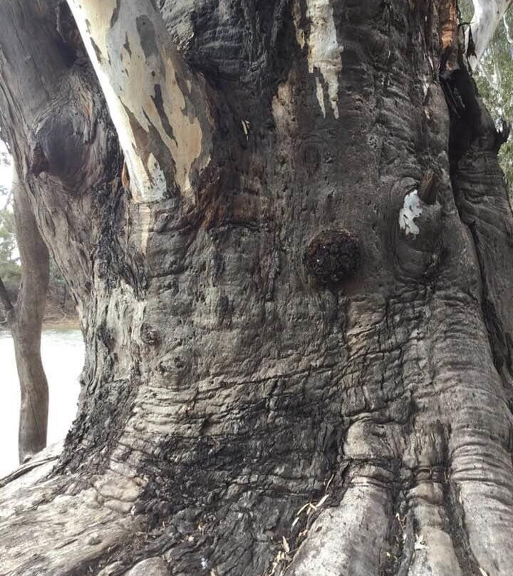 The Big Tree-Moulamein必去景点