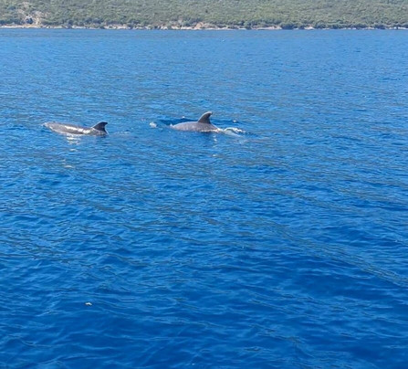 Adriatic Boat-赫尔采格诺维必去景点