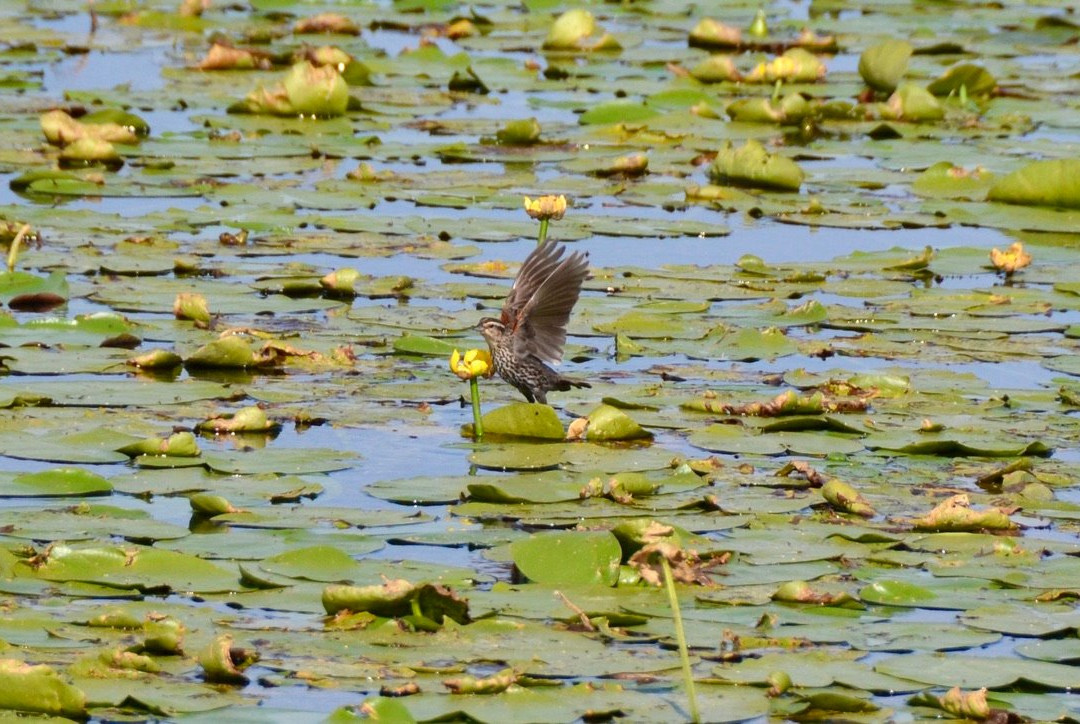 Tiny Marsh Provincial Wildlife Area景点图片