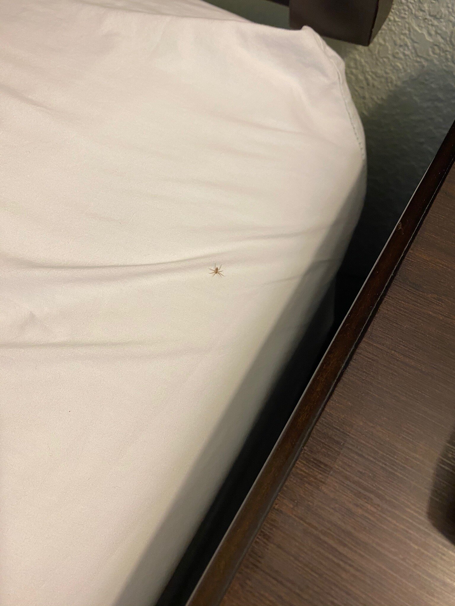 Best Western Plus Chain Of Lakes Inn & Suites-官方