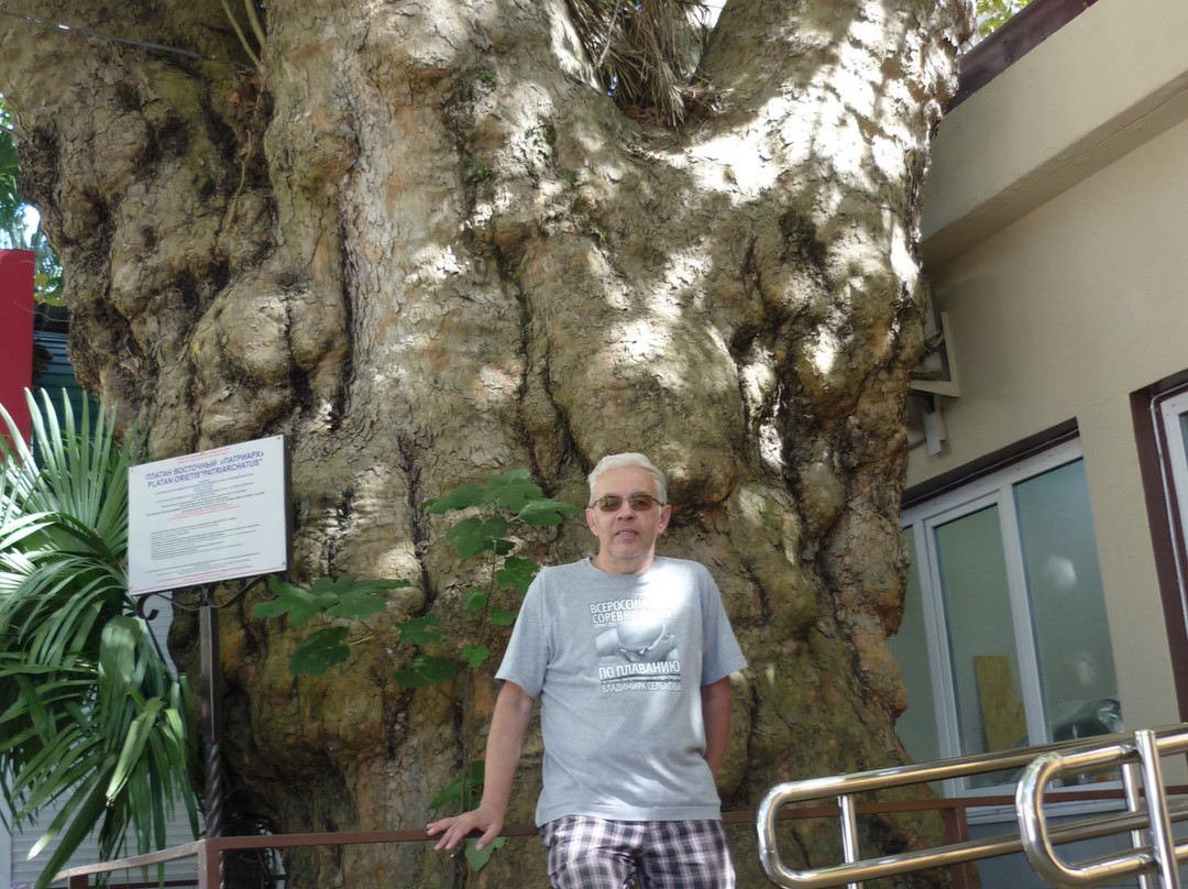 Platanus Eastern Patriarch-艾德勒必去景点